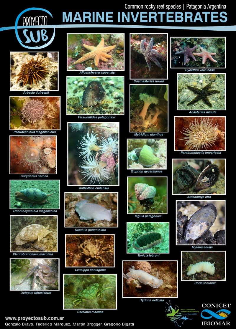Patagonian rocky reefs