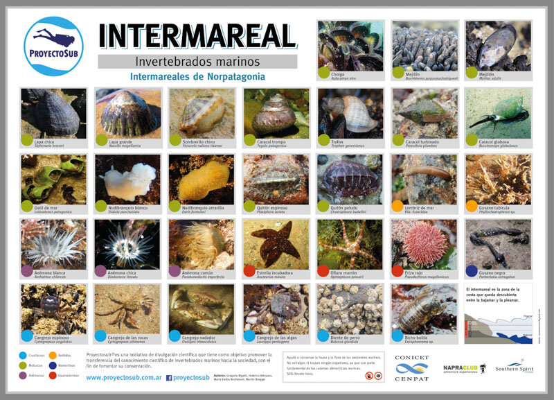 Ficha intermareal 2015