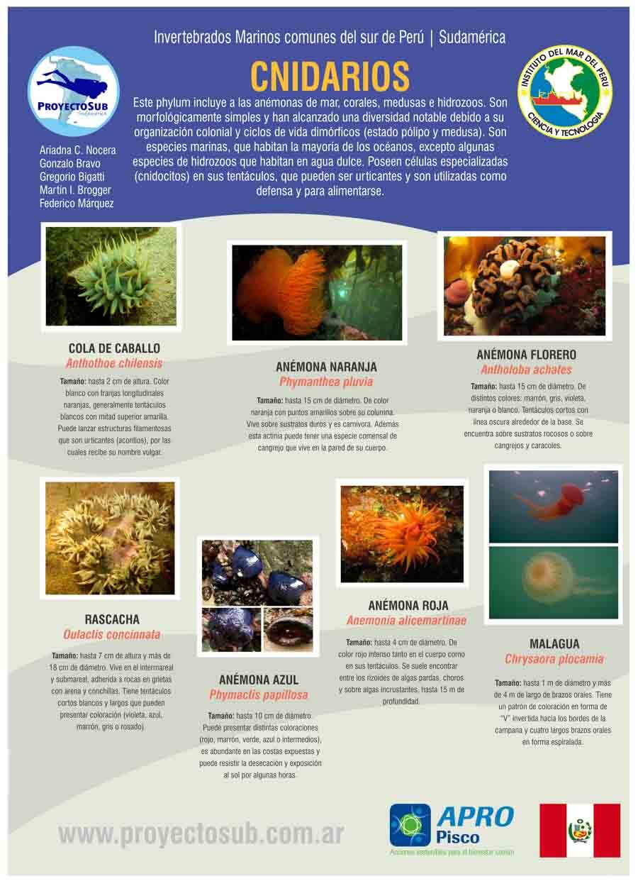 Cnidarios