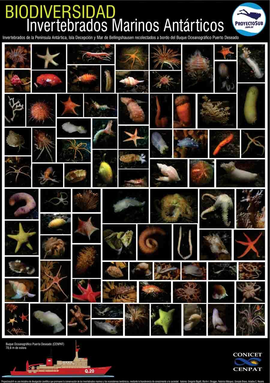 Biodiversidad Antártida