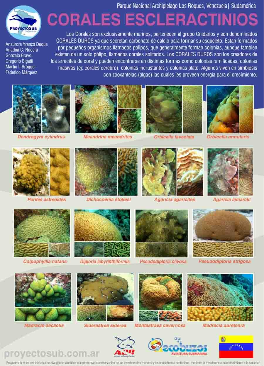 Corales escleractinios — Los Roques