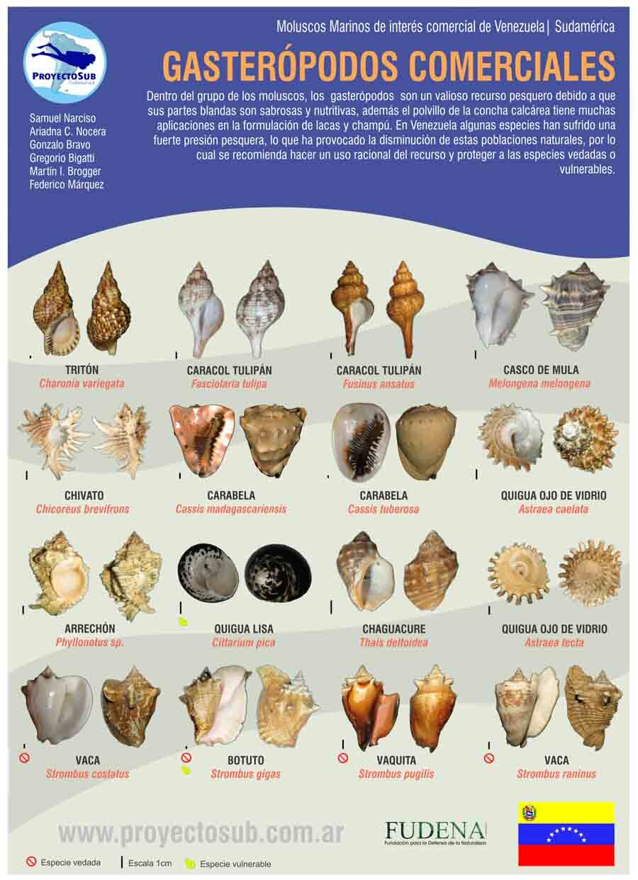 Moluscos — Morrocoy