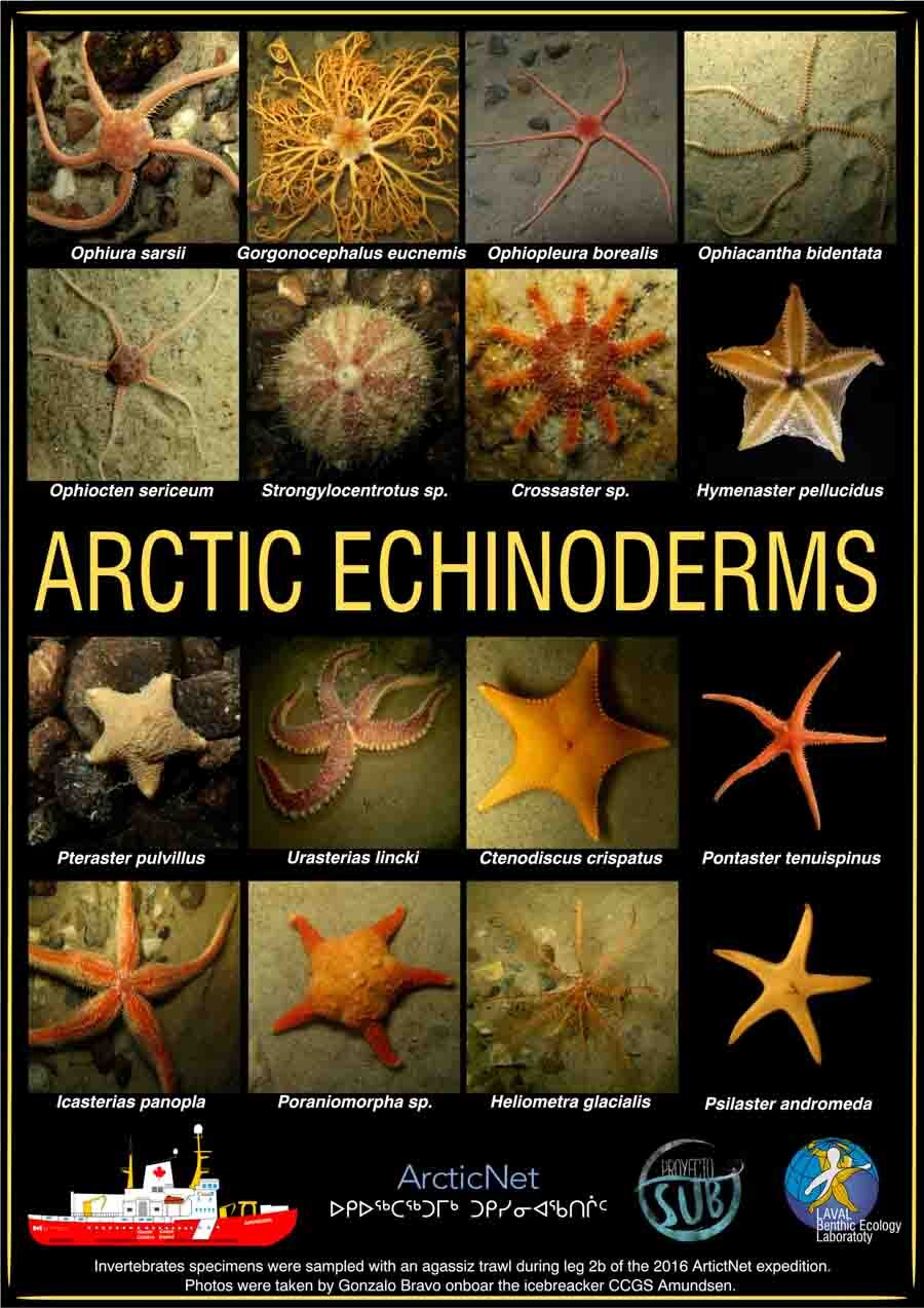 Arctic echinoderms