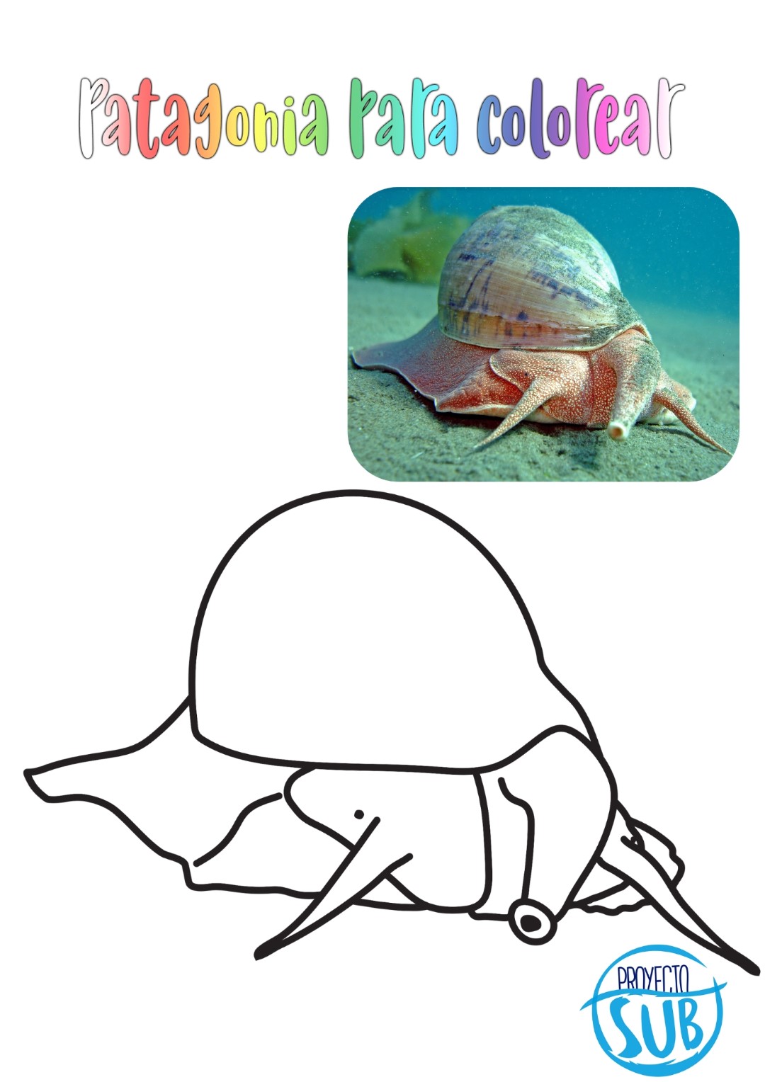 Caracol rojo