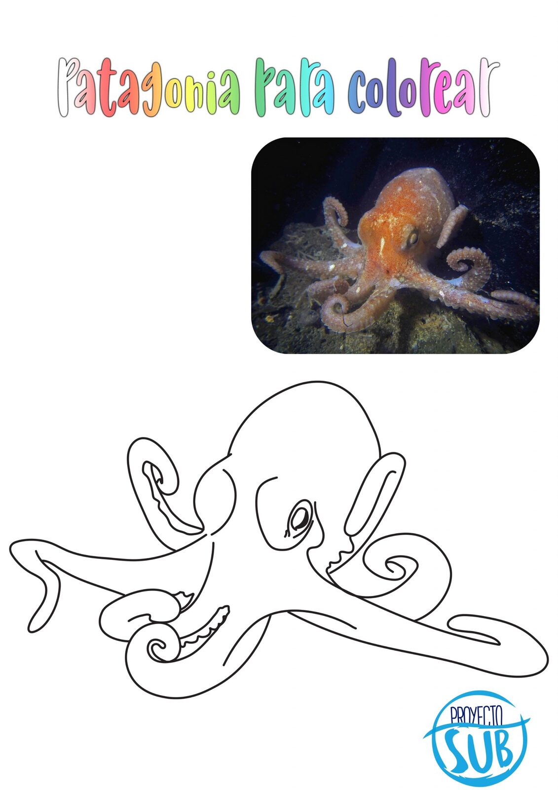 Pulpo
