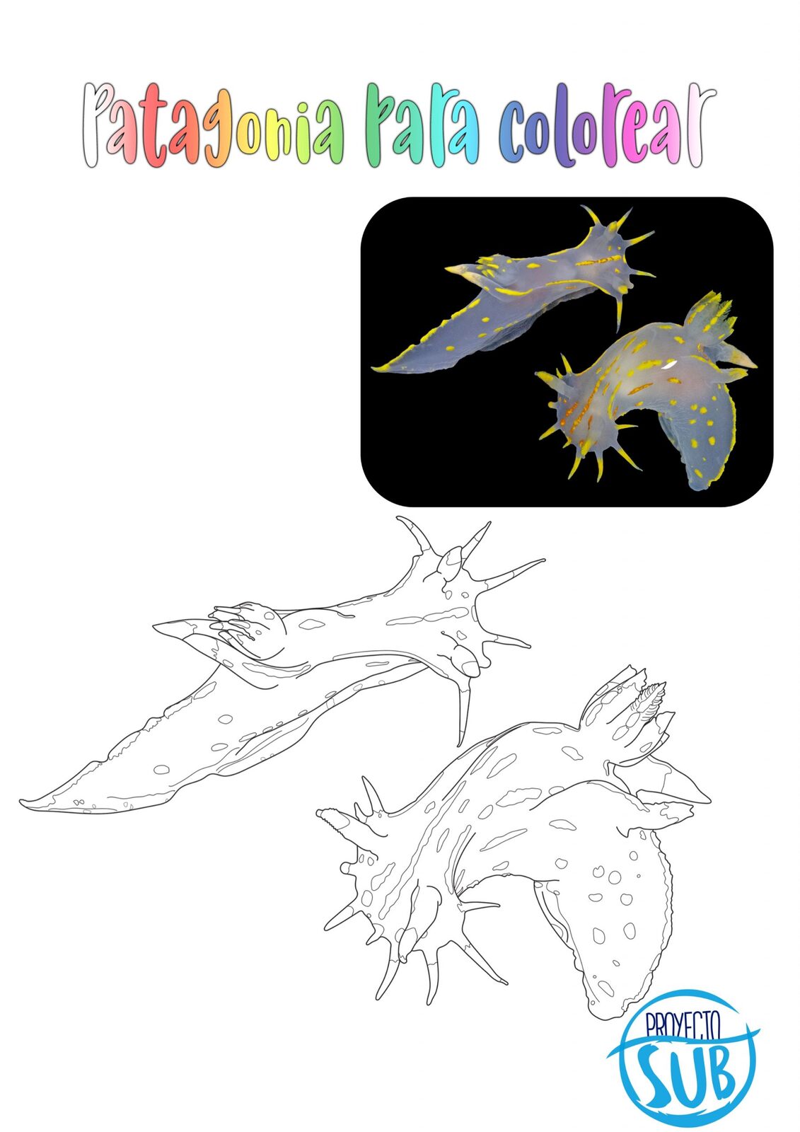 Nudibranquio