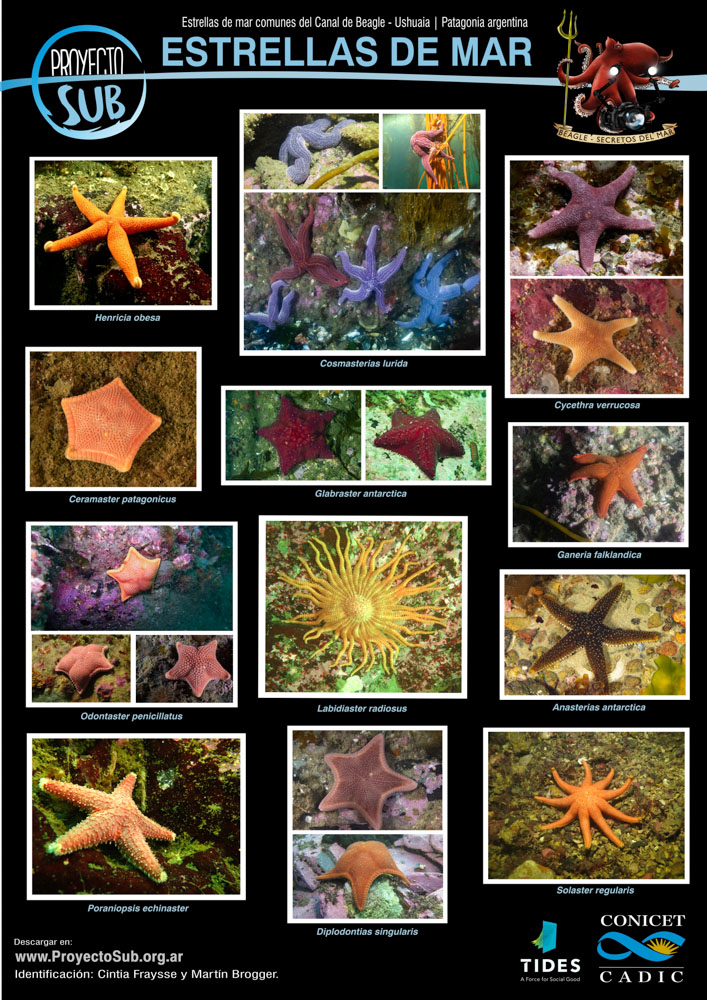 Estrellas de mar — Canal de Beagle